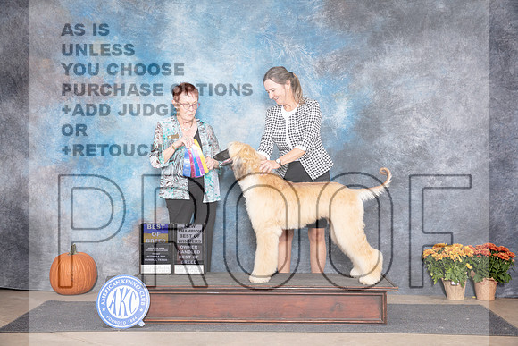 Afghan Hound #6 Fri WBBOWBOBOHBOB NCH Judge Ann Myer__JP_8306_Humble_2024_HR3