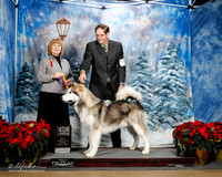 Alaskan Malamute #11 Sun BOB Maj Janie Clement Judge Linda Robey EDIT FRONT