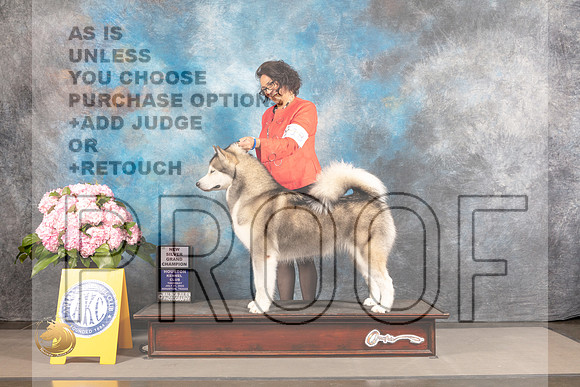 Alaskan Malamute #18 THUR SB NGCH Judge Karen McFarlane_MJ_4246_Houston_2022_HR3