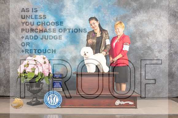 Bichon Frise #15 Sat BOW Judge Jeffrey Bazell_MJ_7133_Houston_2022_HR3