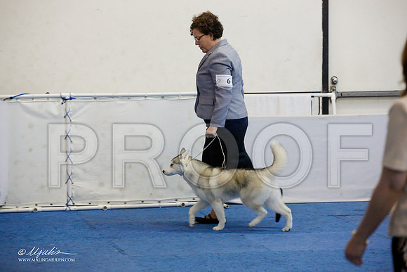 _M3_0466-AddisonHuskyMar2015-HR3