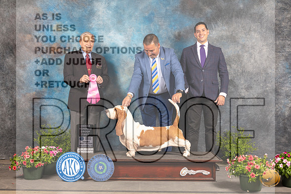 Basset Hound #7 Sun OHG1 Judge David Bolus_MJ_1766_SA_2022_HR3