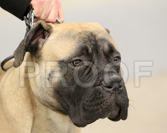 6-9PupSweeps-6508