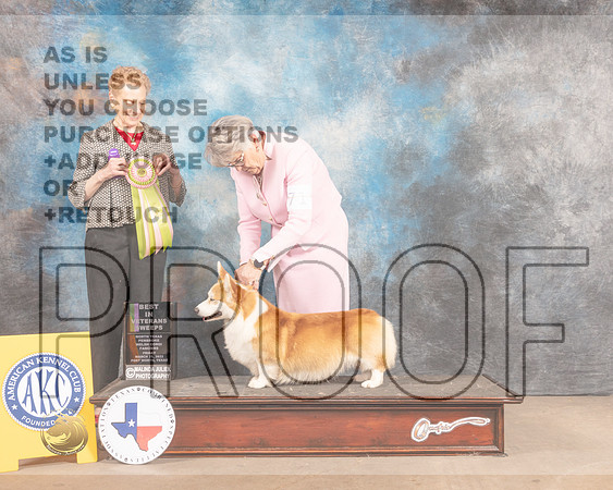 Pembroke Welsh Corgi #71 Fri BVet Judge Carol Braunstein-MMJ_7681-FW2022-HR3