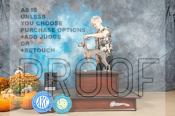 Italian Greyhound #14 Sun BOW Judge Shelley Hennessey_MJ_6334_Belton_2022_HR3