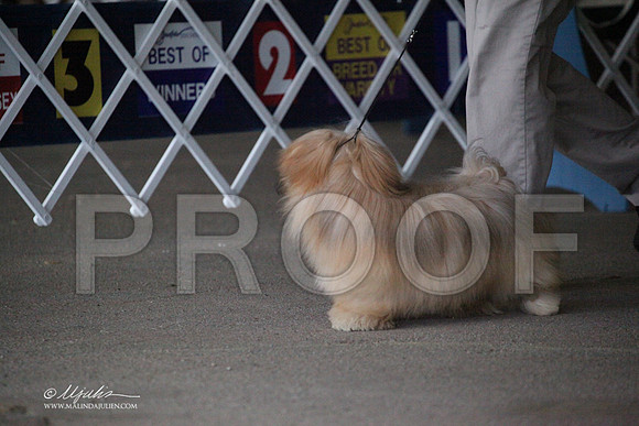 Lhasa-5936