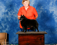 Schipperke #11 Sun Custom