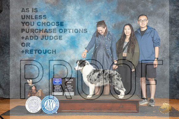 Border Collie #11 Sun WDBOWM Judge Lisa Graser__JP_8565_MARSHALL_2024_HR3