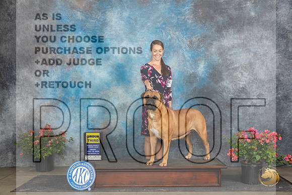 Bullmastiff #20 G3 Judge Wendy G Willhauck__JP_4478_San Antonio_2024_HR3