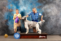 English Setter #5 WED WD BOW Major Judge Jill Warren