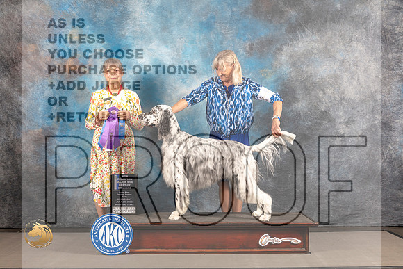 English Setter #5 WED WD BOW Major Judge Jill Warren_MJ_1873_Houston_2022_HR3