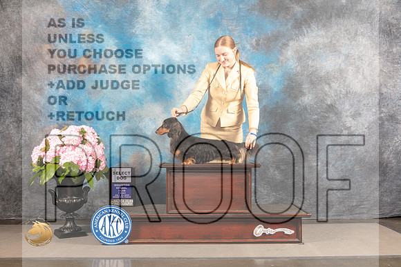 Dachshund Longhaired #25 FRI GCH Select Judge Barara Alderman_MJ_5883_Houston_2022_HR3