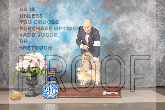 Tibetan Spaniel #18 SUN BOB *NO JUDGE LUIS SOSA*_MJ_7971_Houston_2022_HR3