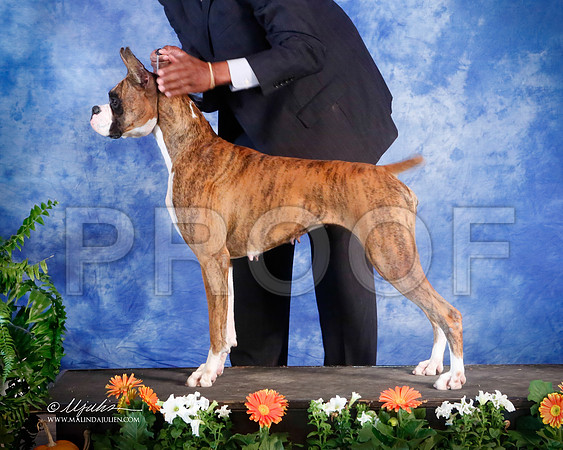 boxer-3356-HstnNov13-HR