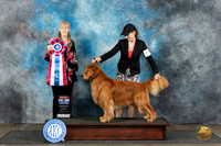 Golden Retriever #15 Mon BIS Judge Nancy Simmons