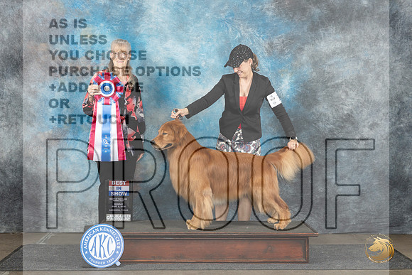Golden Retriever #15 Mon BIS Judge Nancy Simmons__JP_4584_Lubbock_2024_HR3