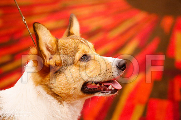_JJ_9264-HstnCorgiFeb2015-HR3