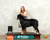Bernese Mountain Dog #1186 Thur AOE Judge Mary Ellen Meyer