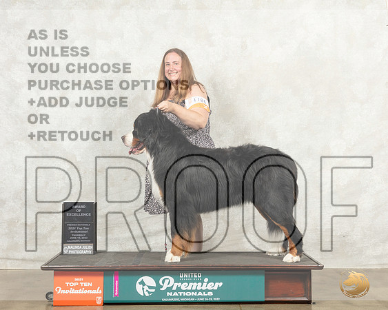 Bernese Mountain Dog #1186 Thur AOE Judge Mary Ellen Meyer__MJ_7310_Premier_2022_HR3