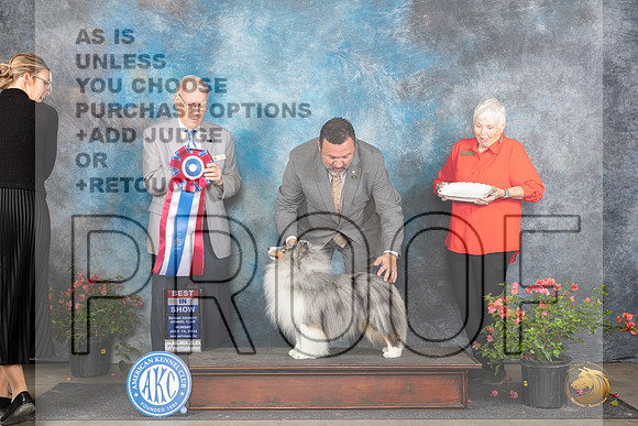 Shetland Sheepdog #5 Sun BIS Judge Paul Willhauck__JP_6430_San Antonio_2024_HR3