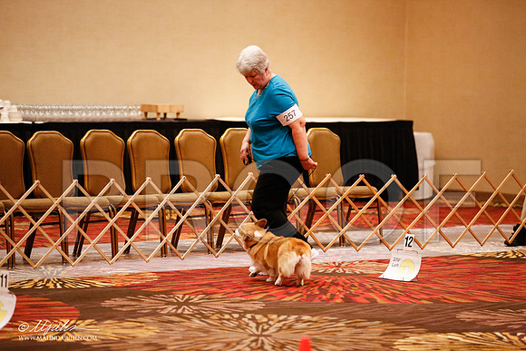 _JJ_7593-HstnCorgiFeb2015-HR3