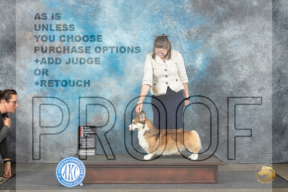 Pembroke Welsh Corgi #17 Sun BOSGCH Judge Sharon Newcomb__JP_4027_Lubbock_2024_HR3
