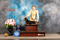 Dachshund Longhaired #25 FRI GCH Select Judge Barara Alderman