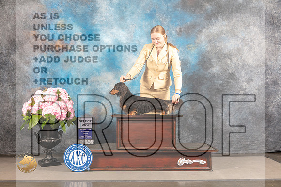 Dachshund Longhaired #25 FRI GCH Select Judge Barara Alderman_MJ_5879_Houston_2022_HR3