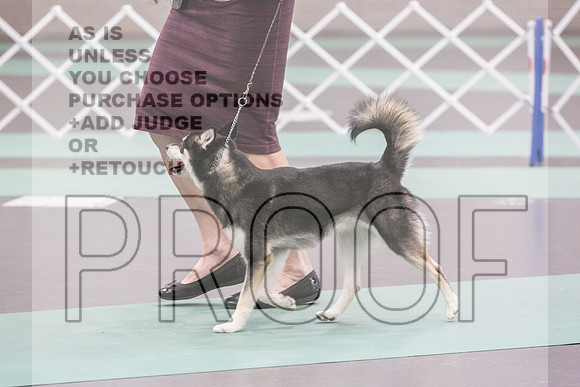 Alaskan Klee Kai Rings Sat 2_JJL_9041_UKCLNGVIEWOCT2024_2024_HR3