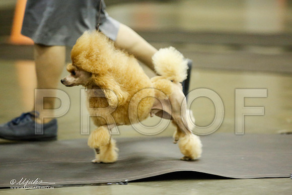 _JJ_5486-BeltonJan2015IABCA-HR3