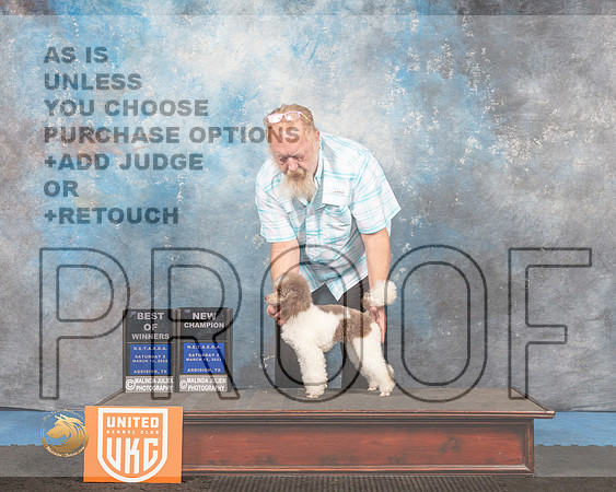Poodle Miniature #234 Sat BOW Judge David Arthur_MMJ_6554_Addison2022_HR3