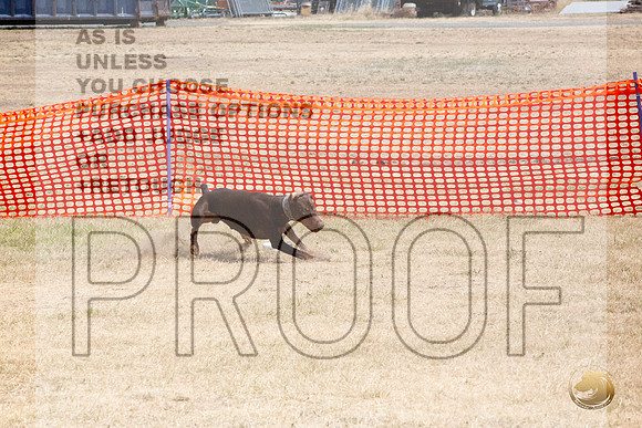 Doberman Pinscher Percision Coursing Sat Longview WA 2024_JJL_3687_Longview WA_2024_HR3