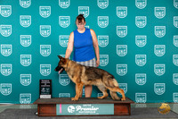 German Shepherd Dog #1047 Fri RCOC Judge Stan Matsumoto