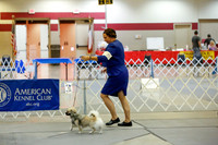 Tibetan Spaniel Thurs Ring