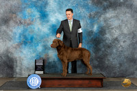 Chesapeake Bay Retriever #5 Mon G4  Judge Debra Thornton