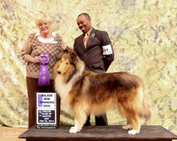 Rough Collie #17 Sat WD Tina & Larry Patterson Agent Clarence Lee Judge Martha Ramer LR Collie Specialty Georgetown Feb 2013