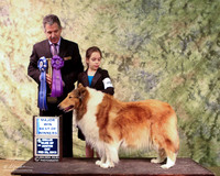 Rough Collie #40 Sat BOW Mary Willett & Frank Trevino & April Hain Judge Joseph Reno LR Collie Specialty Georgetown Feb 2013