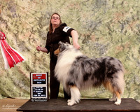 Rough Collie #49 BOS Rene & Linda Guzman Judge Martha Ramer LR Collie Specialty Georgetown Feb 2013