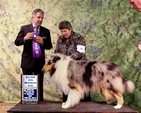 Rough Collie #5 Sat Pamela Eddy & Larry Willeford Judge Joseph Reno LR Collie Specialty Georgetown Feb 2013