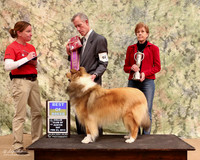 Rough Collie #62 Sat BOB Patrick Wentworth and Linda Latimer Judge Martha Ramer LR Collie Specialty Georgetown Feb 2013