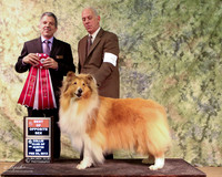 Rough Collie #66 Sat BOS Larry Willeford & Pamela Eddy Judge Joseph Reno LR Collie Specialty Georgetown Feb 2013