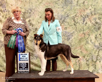 Smooth Collie # 71 Sat BOW Kelly & Caitlin Neeley Judge Martha Ramer LR Collie Specialty Georgetown Feb 2013