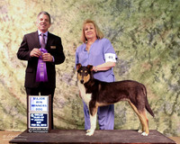 Smooth Collie #63 Sat WD  Pat Marshall Judge Joseph Reno LR Collie Specialty Georgetown Feb 2013
