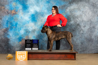 Cane Corso #203 Sat1 Judge Anthony Rapposo