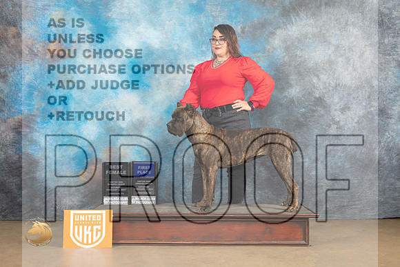 Cane Corso #203 Sat1 Judge Anthony Rapposo_MJ_9284_UKCLvwfeb23_HR3