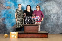 American Hairless Terrier #1141 #299 Sat