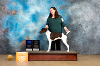 German Shorthaired Pointer #1117 Sat1 BFBOWCh Judge Rick Gann