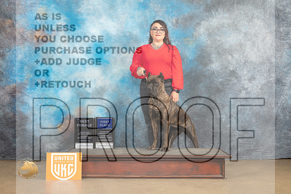 Cane Corso #203 Sat1 Judge Anthony Rapposo_MJ_9288_UKCLvwfeb23_HR3