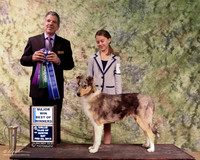 Smooth Collie #72 Sat WD Kelly & Caitlin Neeley Judge Joseph Reno LR Collie Specialty Georgetown Feb 2013