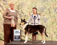 Smooth Collie Junior #96 Sat Best Jr.  Kelley Neeley Judge Martha Ramer LR Collie Specialty Georgetown Feb 2013